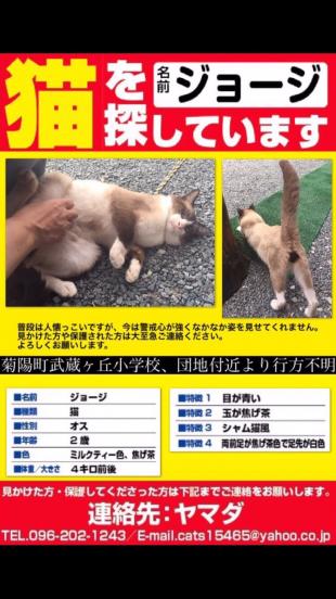 熊本県菊池郡菊陽町周辺で猫を探しています ネコサーチ 迷子猫と保護情報の専用掲示板