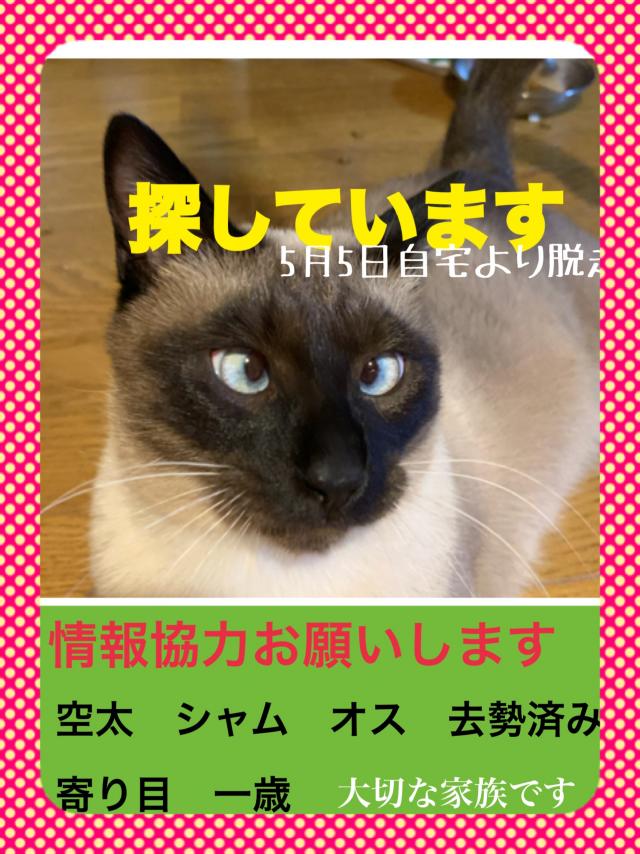 大阪府大阪市住吉区我孫子周辺で猫を探しています ネコサーチ 迷子猫と保護情報の専用掲示板