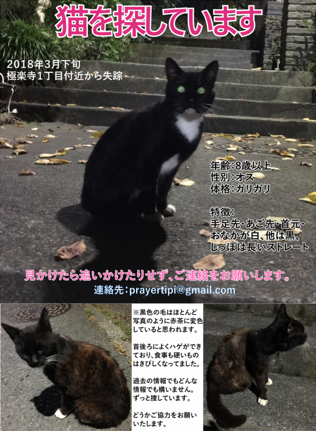 神奈川県鎌倉市極楽寺周辺で猫を探しています ネコサーチ 迷子猫と保護情報の専用掲示板