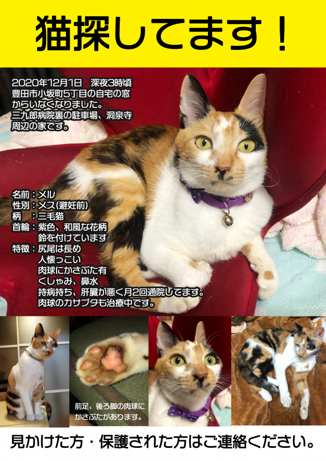 愛知県豊田市小坂町周辺で猫を探しています ネコサーチ 迷子猫と保護情報の専用掲示板