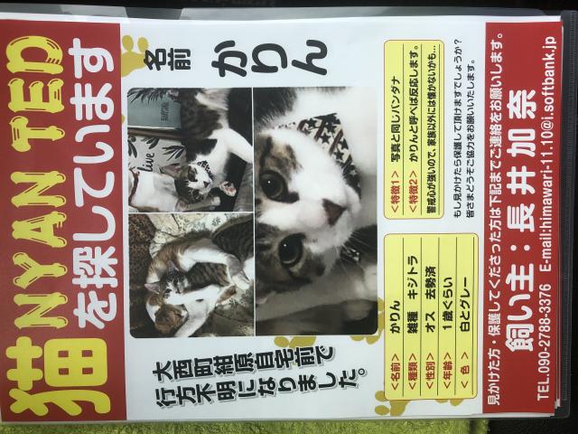 愛媛県今治市大西町紺原周辺で猫を探しています ネコサーチ 迷子猫と保護情報の専用掲示板