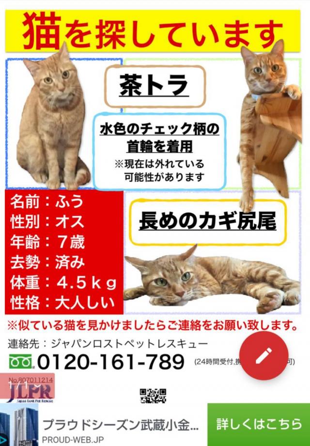 東京都町田薬師台周辺で猫を探しています ネコサーチ 迷子猫と保護情報の専用掲示板