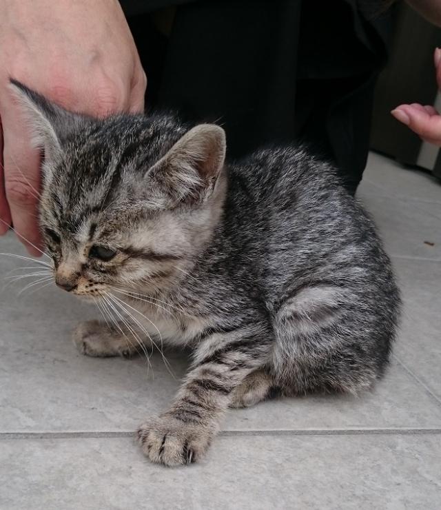 兵庫県姫路市青山周辺で猫を保護しました ネコサーチ 迷子猫と保護情報の専用掲示板