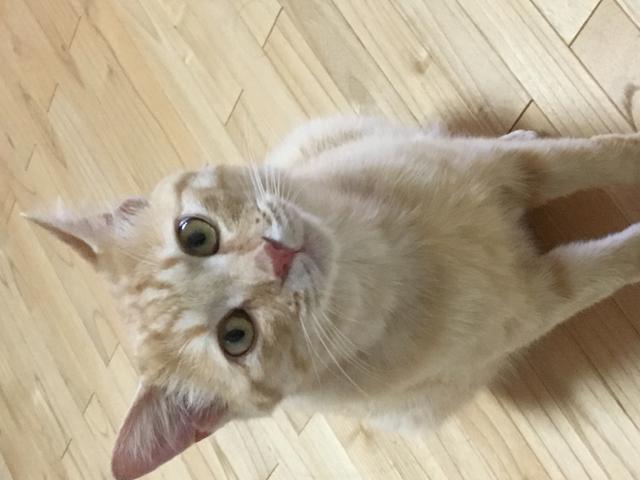 なな