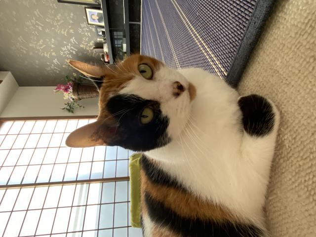 ナナ