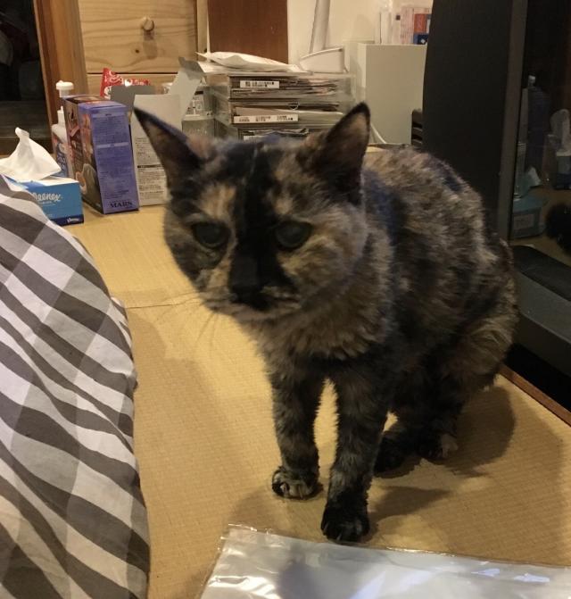 キャラ