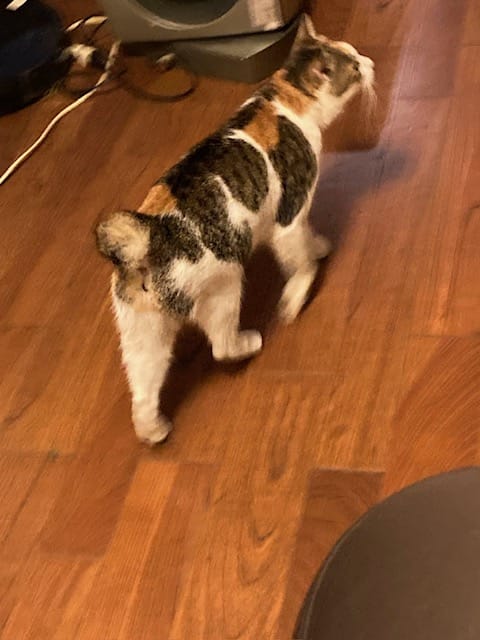 ニー