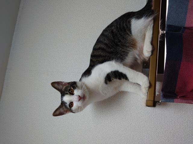 てん