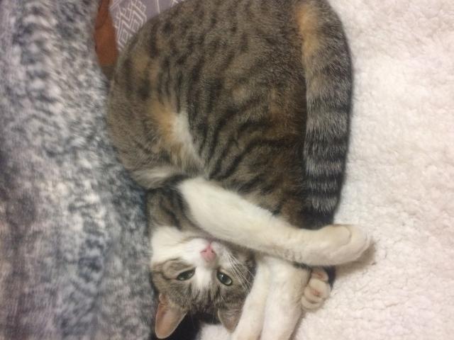 なびたん