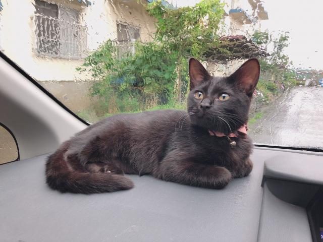 みかん