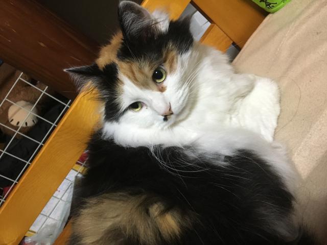 さんご