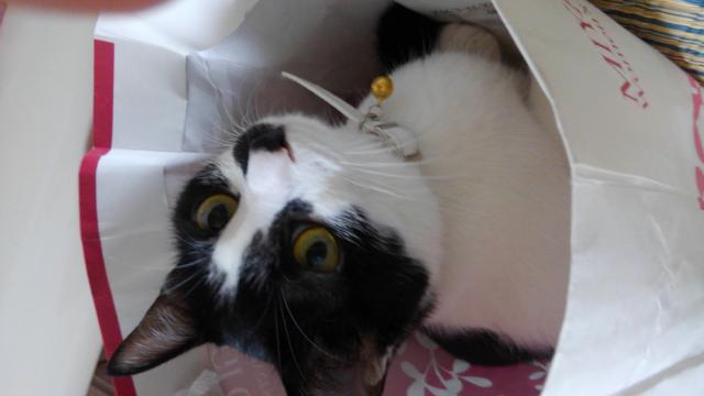 さくら