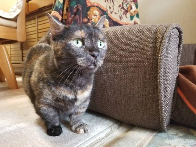 みかん