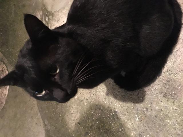 ジジ