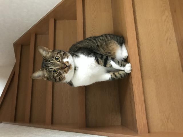 トラお