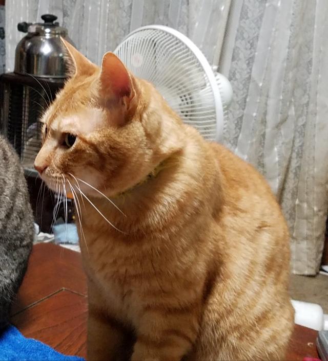 ポンちゃん