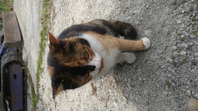 さおり