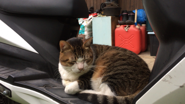 ミイ