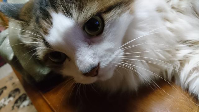 エル