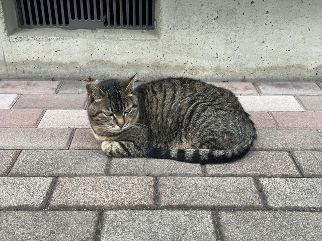 チビ