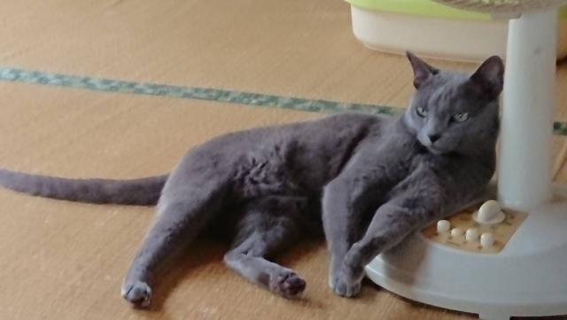 つくね