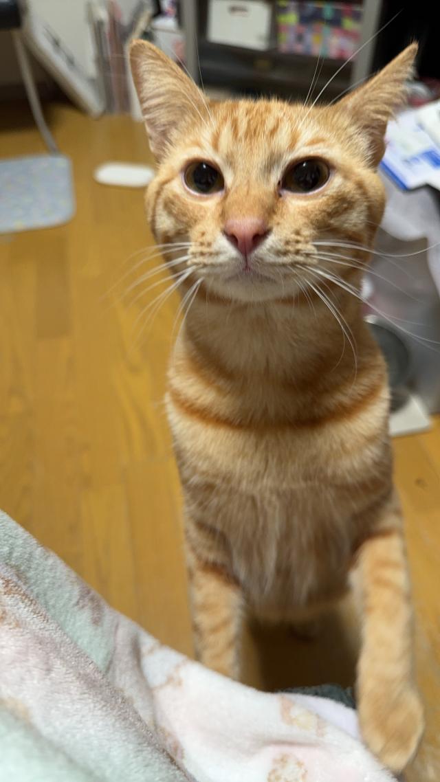 セネカ