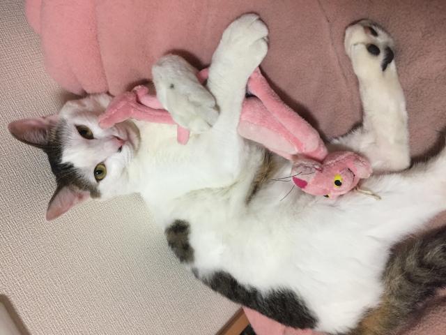 はちのすけ