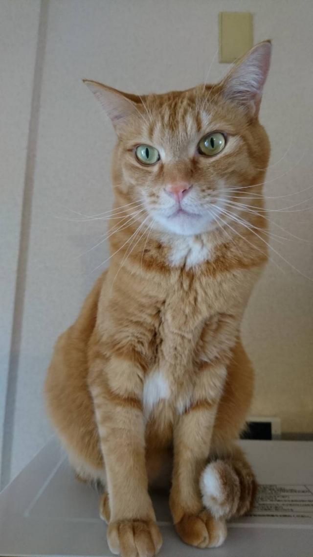 こむぎ