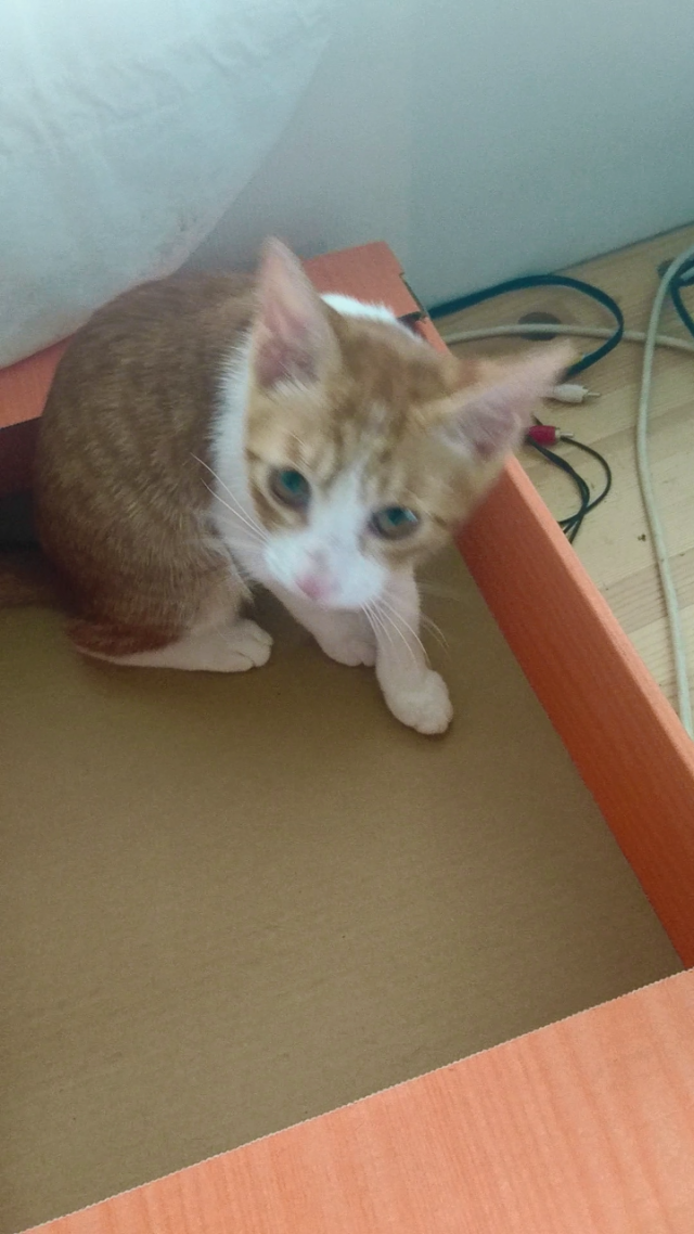 ミー