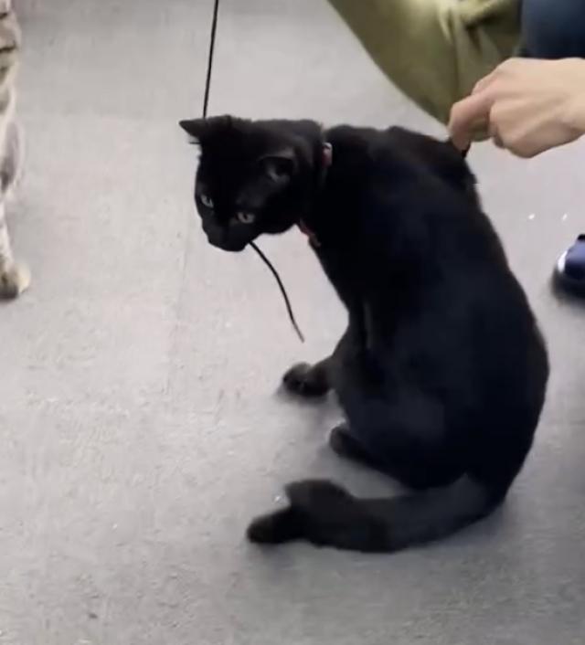 ラン