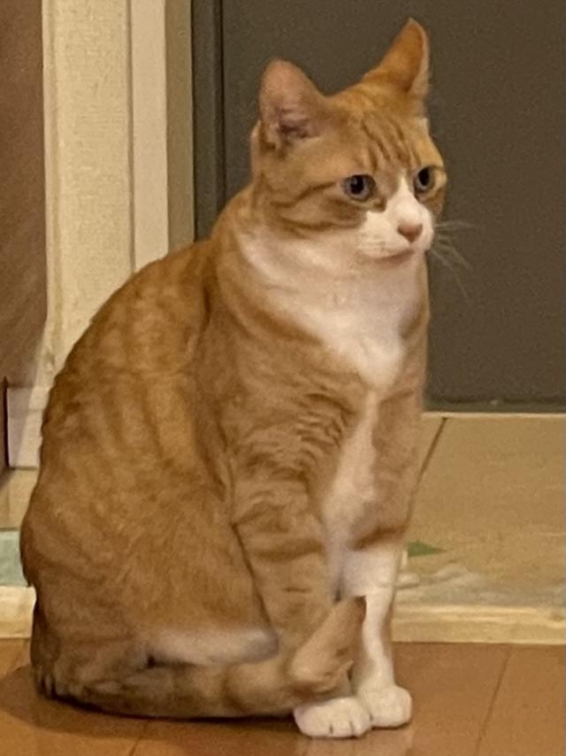 もも
