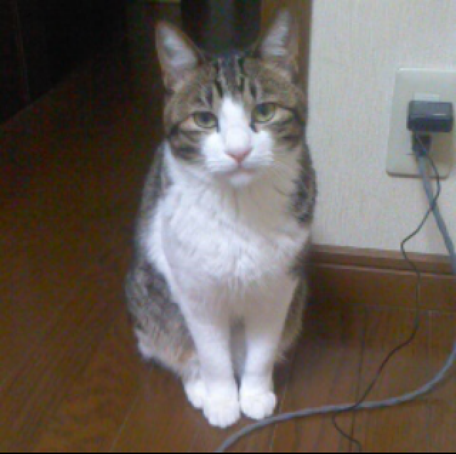 たま