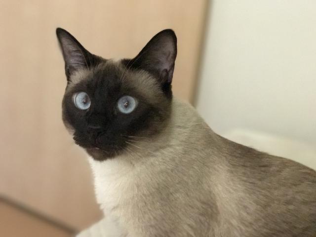 シャー子