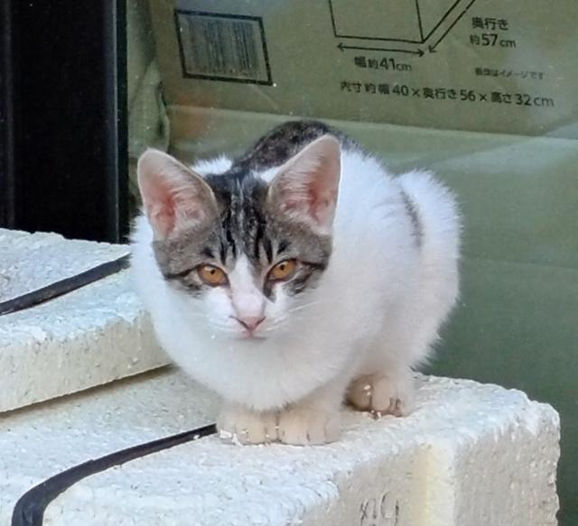 なれちゃん