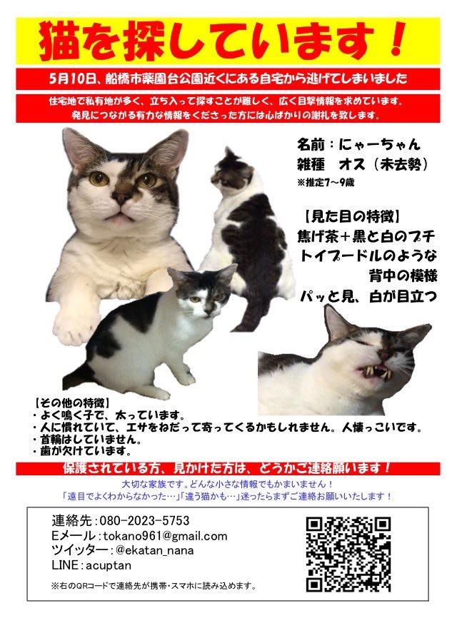 にゃーちゃん