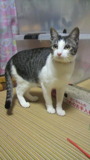 スズ
