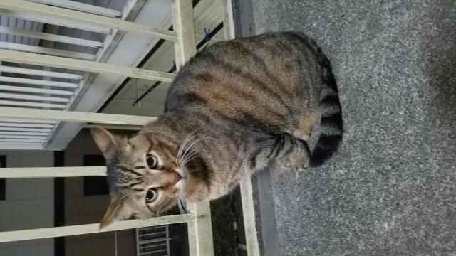 桃太郎