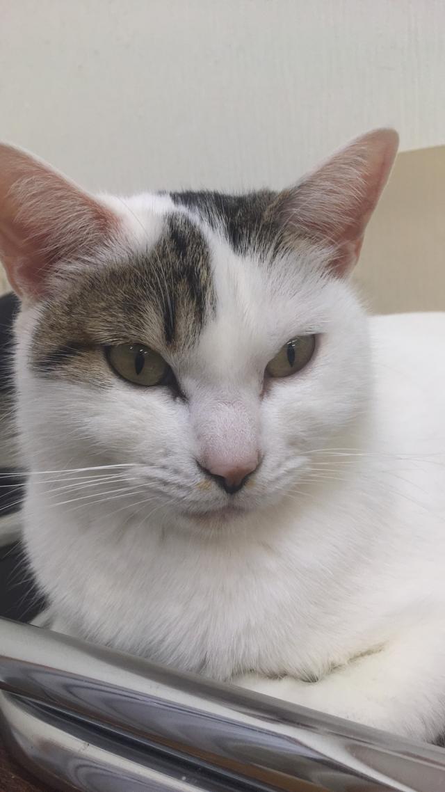 うめ