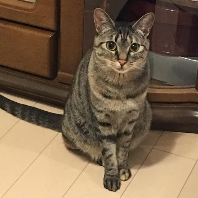 こまち