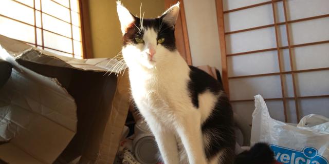 ミミ