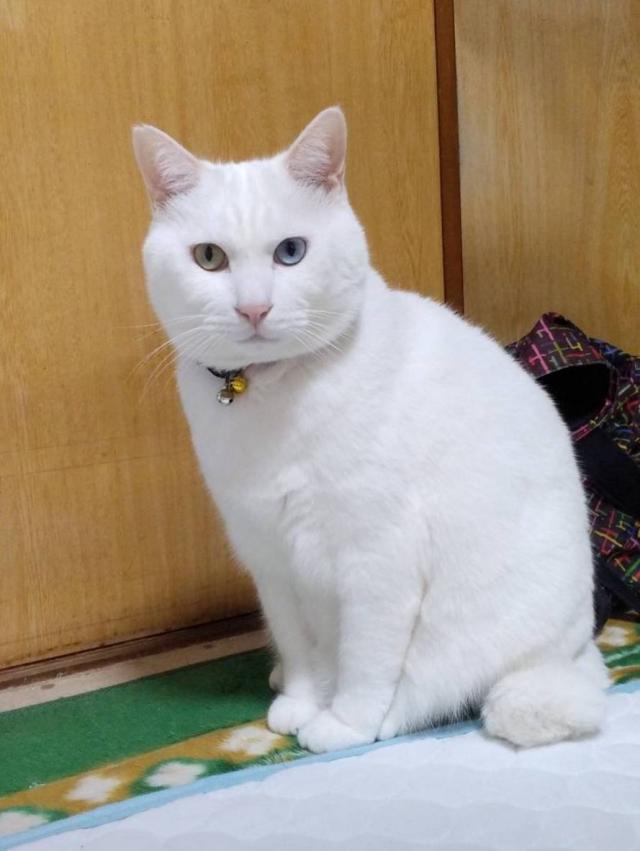 びんた