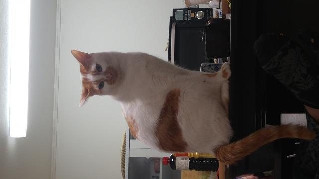 タマ