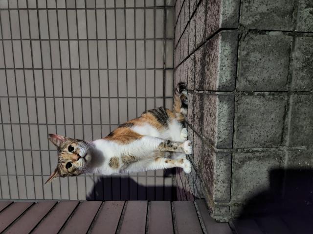 ミケ