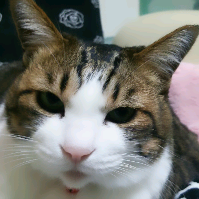 ひか