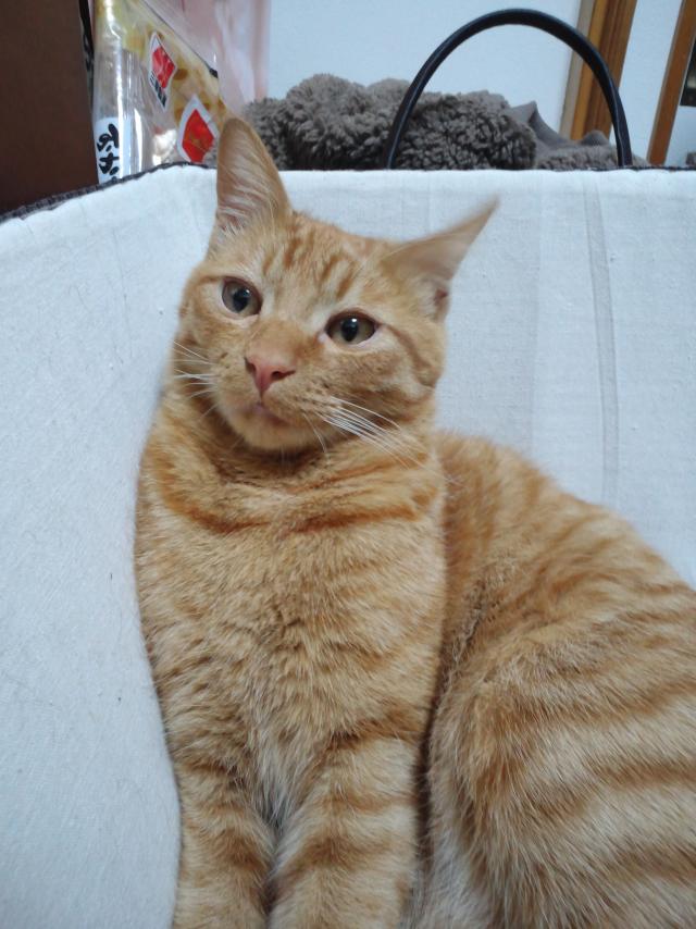 チャチャ