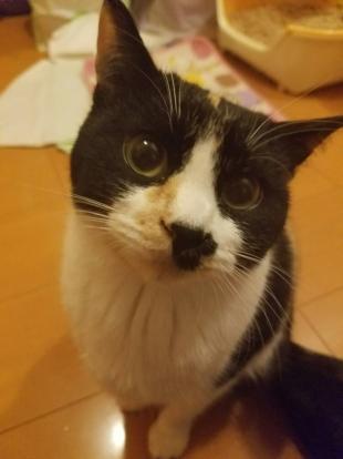 あんこ