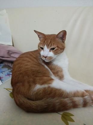 ゴロ