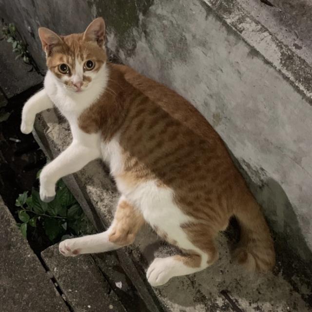 ちくわ