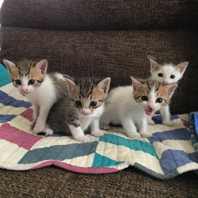 仔猫４匹