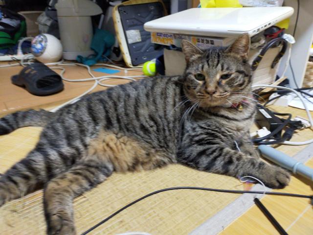 チャオ